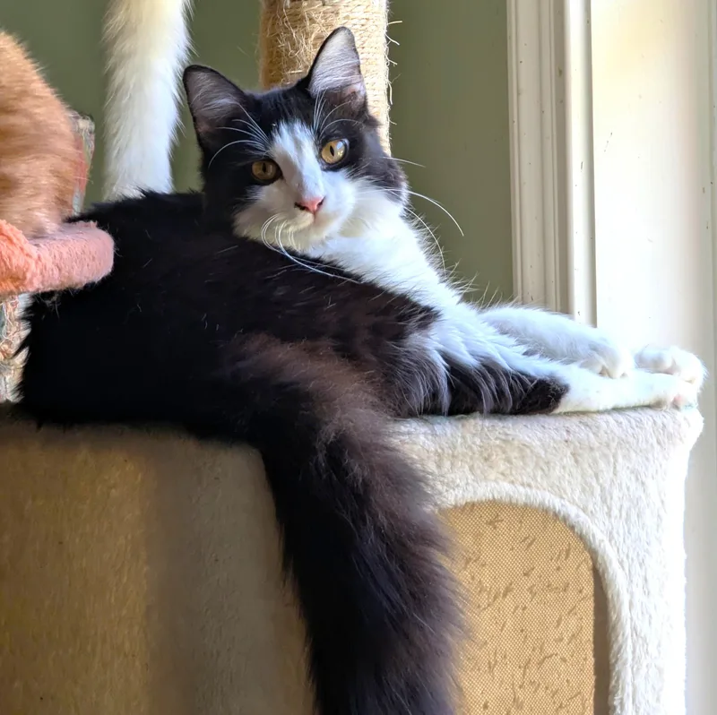 A young large-sized male Domestic Medium Hair cat named Bedhead for adoption in Jamaica Plain, MA