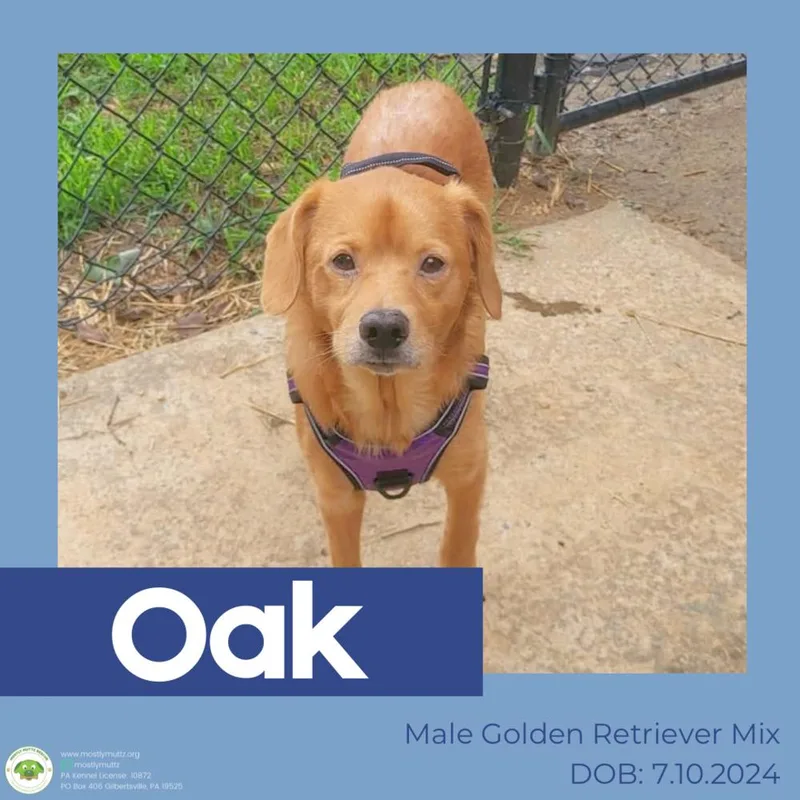 Oak thumbnail 5
