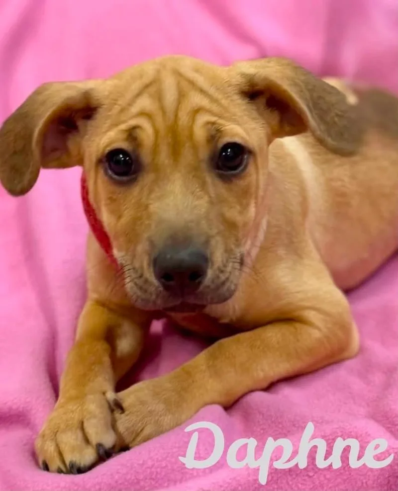 A baby medium-sized female Labrador Retriever dog named Daphne for adoption in Princeton, MA
