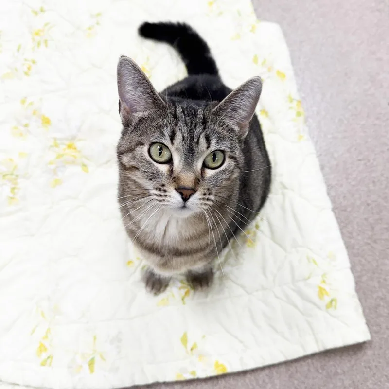 An adult large-sized female Black Domestic Short Hair cat named Allie for adoption in Oshkosh, WI