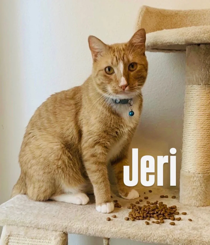 An adult medium-sized male Orange & White Domestic Short Hair cat named Jeri for adoption in Chandler, AZ