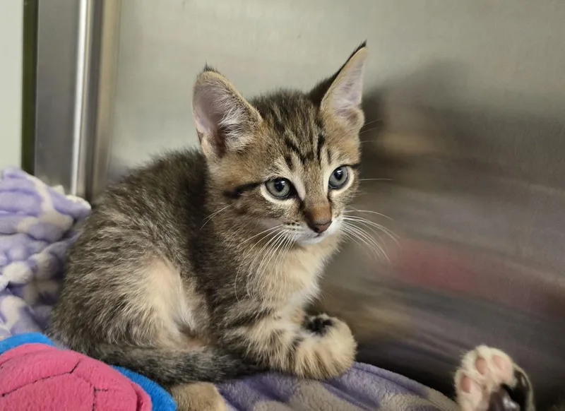 A baby small-sized male Domestic Short Hair cat named Victor for adoption in Dickson, TN