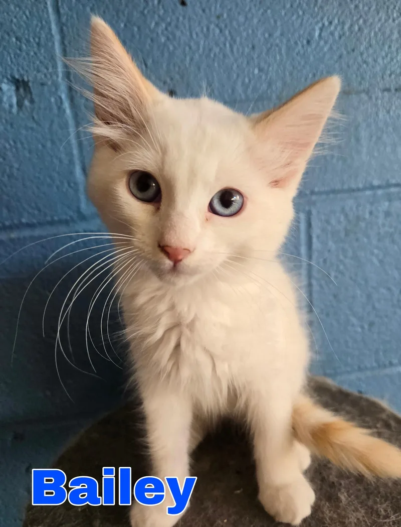 A baby small-sized male Domestic Medium Hair cat named Bailey for adoption in Boston, KY