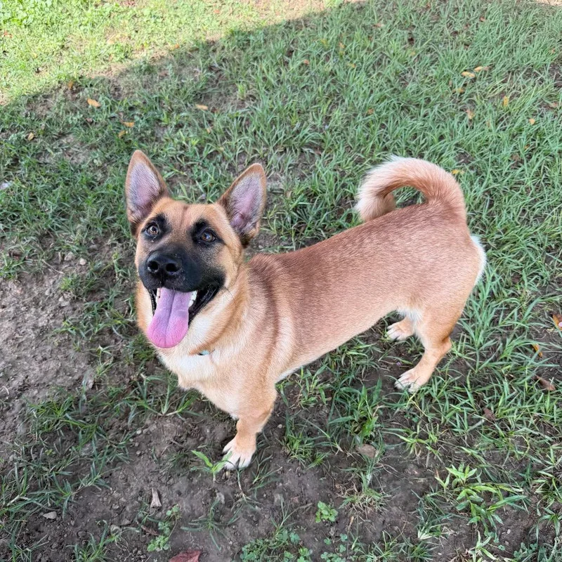 An adult medium-sized female Yellow / Tan / Blond / Fawn Cardigan Welsh Corgi dog named Odette for adoption in Carencro, LA