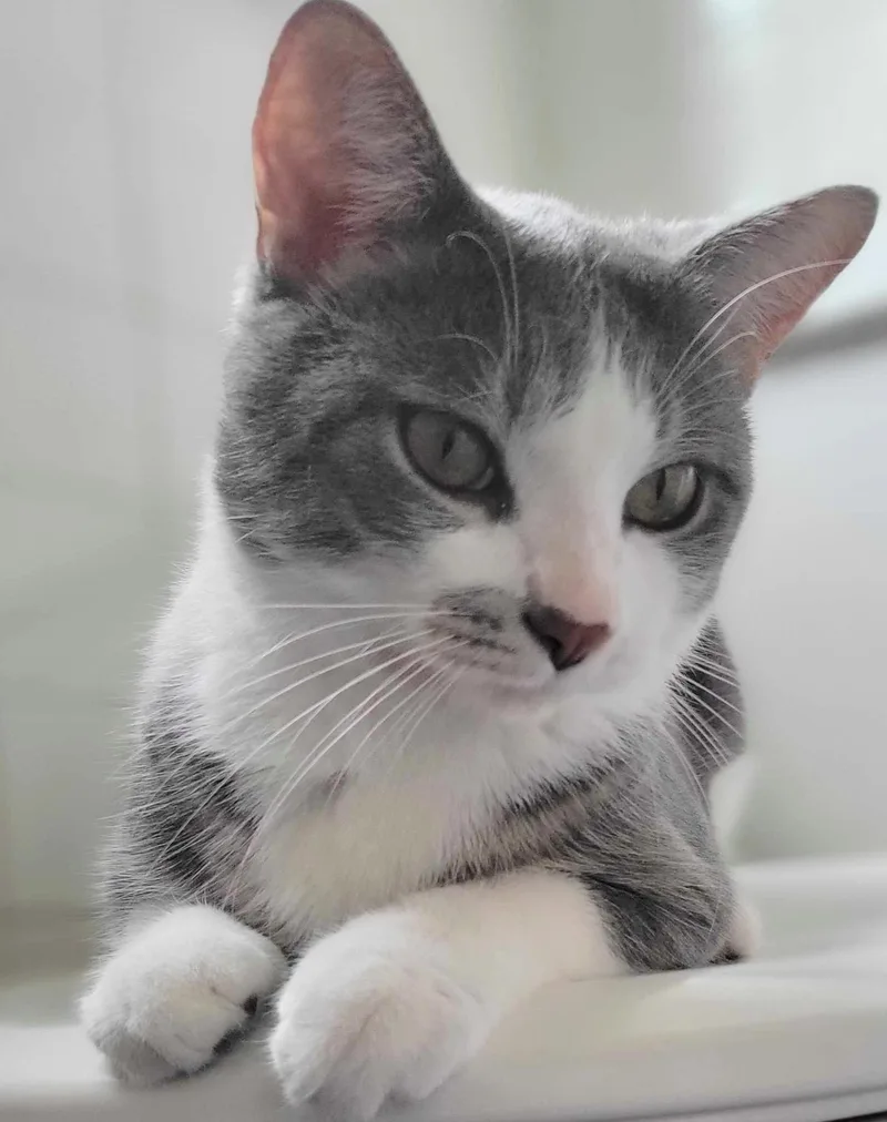 Tom & Jerry thumbnail 2