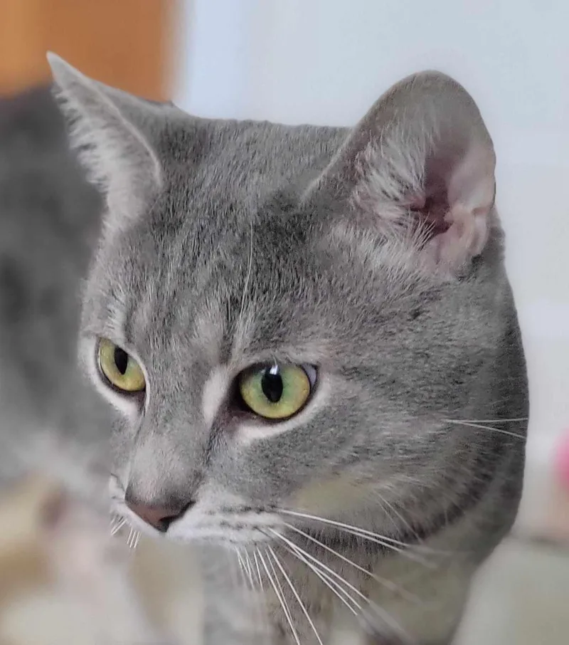 Tom & Jerry thumbnail 3