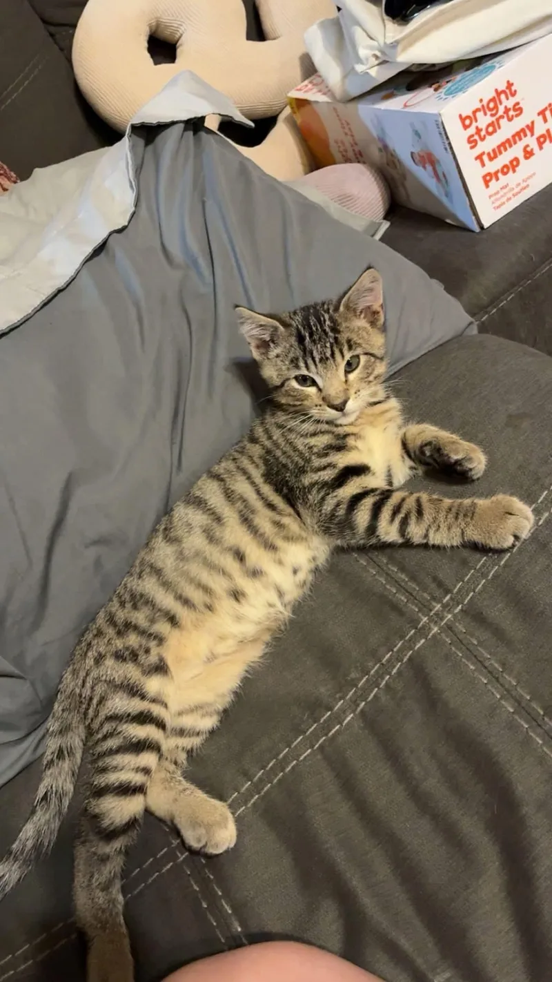 A young medium-sized male Domestic Short Hair cat named Milo for adoption in Manhattan, KS