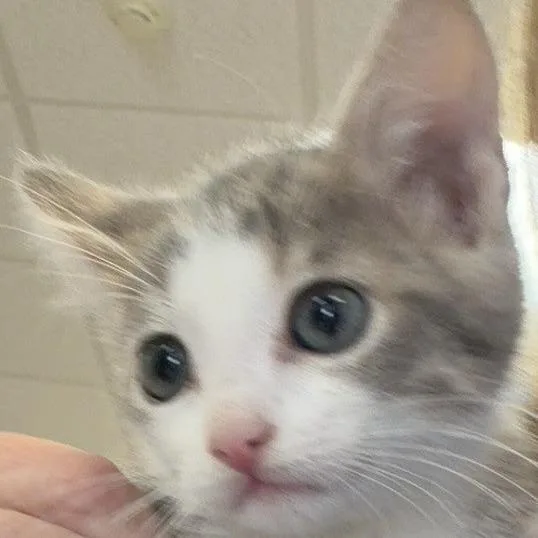 A baby small-sized male Gray / Blue / Silver Domestic Short Hair cat named Silver for adoption in Greensboro, GA