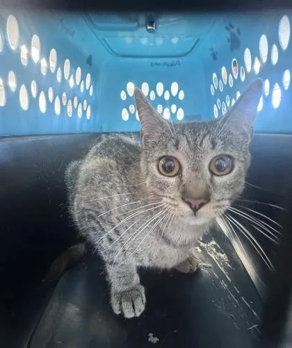 An adult small-sized male Domestic Short Hair cat named Cougar for adoption in West Chester, PA