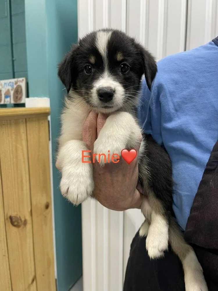 Ernie