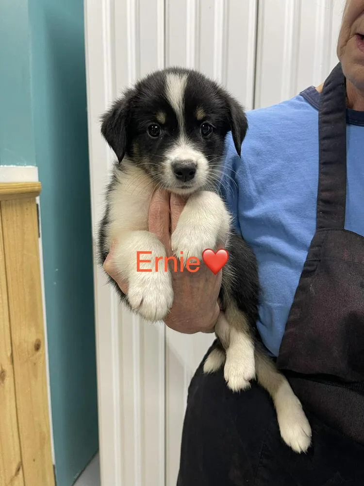 Ernie thumbnail 2