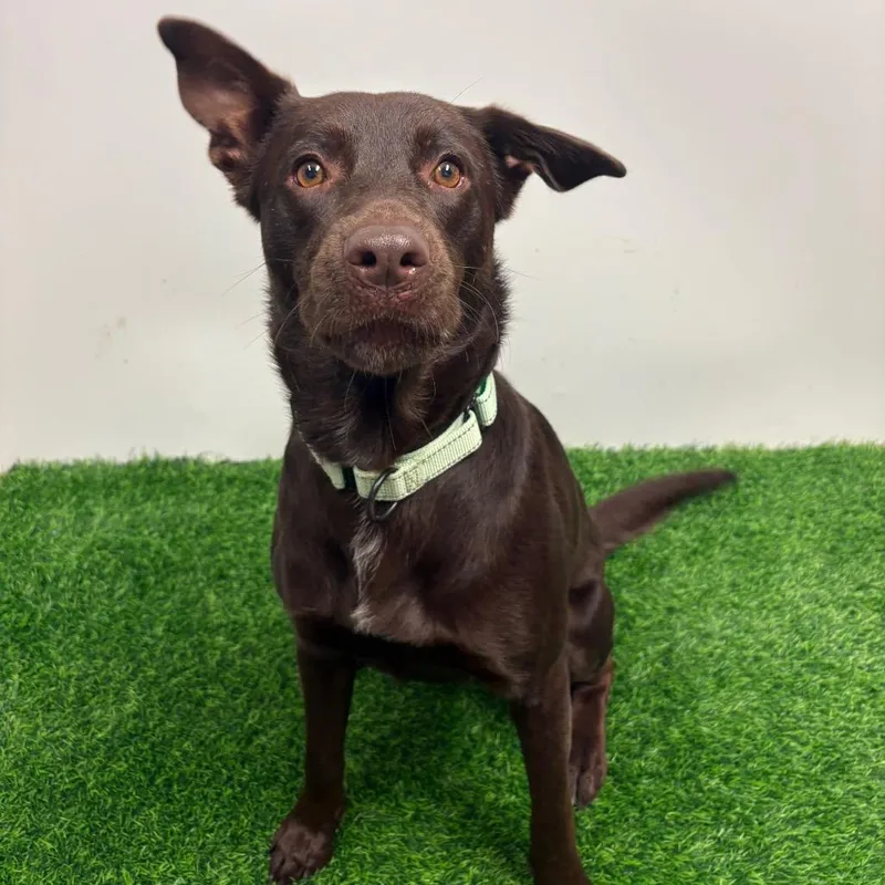 An adult medium-sized male Brown / Chocolate Mixed Breed dog named Archer for adoption in Columbia, MO