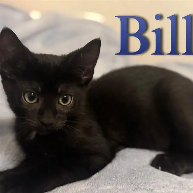 A baby small-sized male Domestic Medium Hair cat named Bill for adoption in Auburn, CA