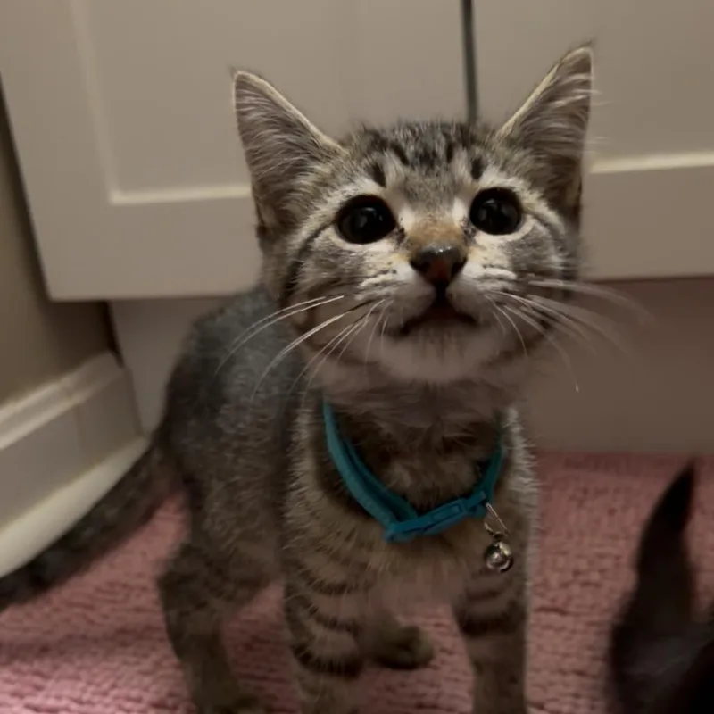 A baby small-sized female Brown / Chocolate Domestic Short Hair cat named Divine Curse for adoption in Fredericksburg, VA