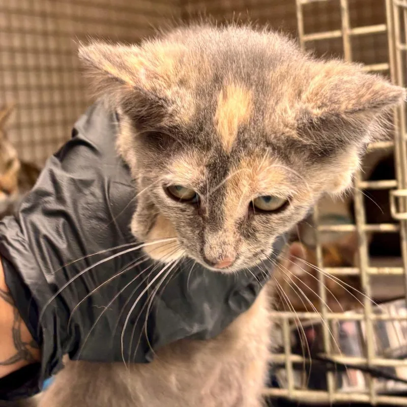 A baby small-sized female Domestic Short Hair cat named Kat for adoption in Portland, IN