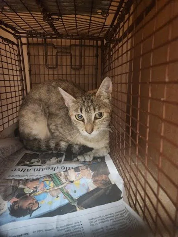 A young small-sized female Domestic Short Hair cat named Aeryn for adoption in Austin, TX