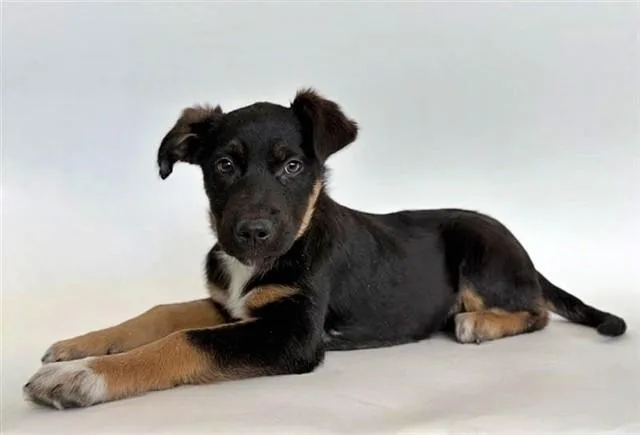 A young small-sized female Terrier dog named Maple for adoption in Saint Louis, MO
