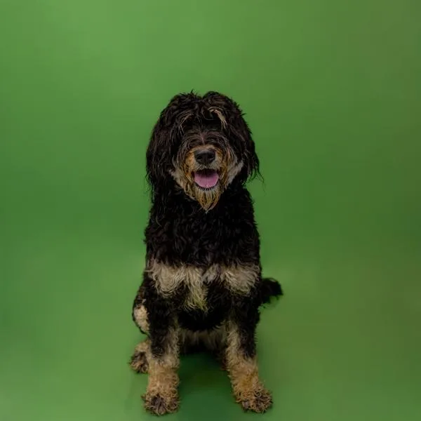 Pen C Billie thumbnail 2