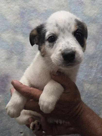 A baby medium-sized female Cattle Dog dog named Rosie for adoption in Malvern, PA