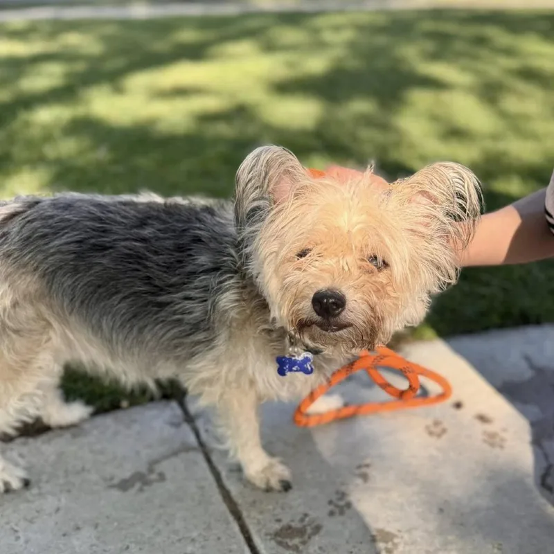 Bolita  Chino Hills thumbnail 2