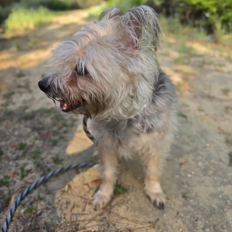 Bolita  Chino Hills thumbnail 3