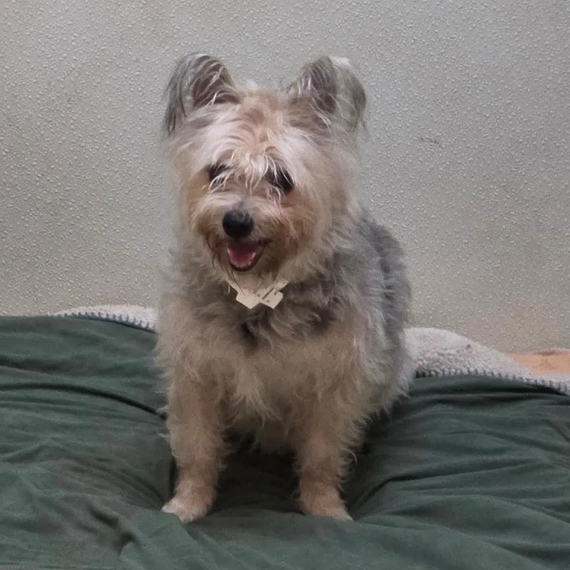 Bolita  Chino Hills thumbnail 4