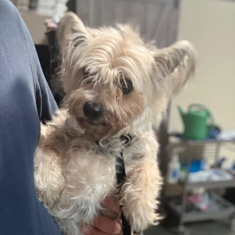 Bolita  Chino Hills thumbnail 5