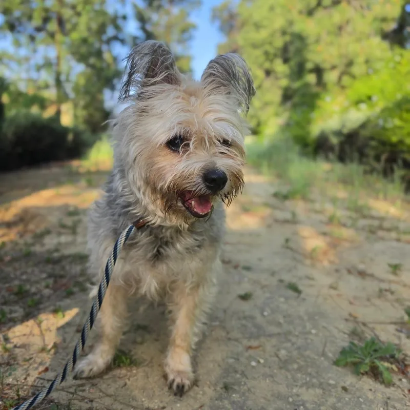 Bolita  Chino Hills thumbnail 6