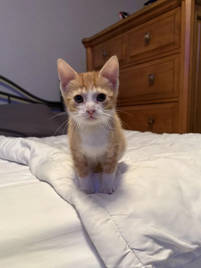 A baby medium-sized male Domestic Short Hair cat named Cheddar for adoption in Macomb, MI
