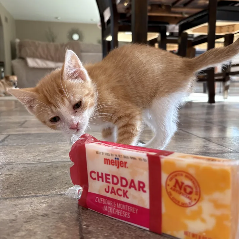 Cheddar thumbnail 2