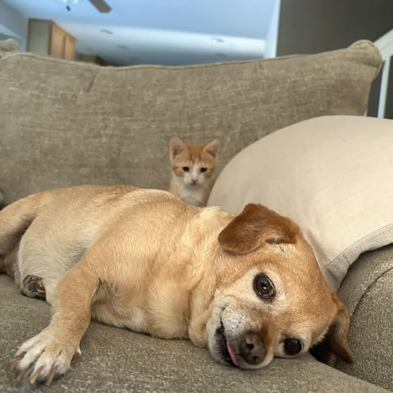 Cheddar thumbnail 3