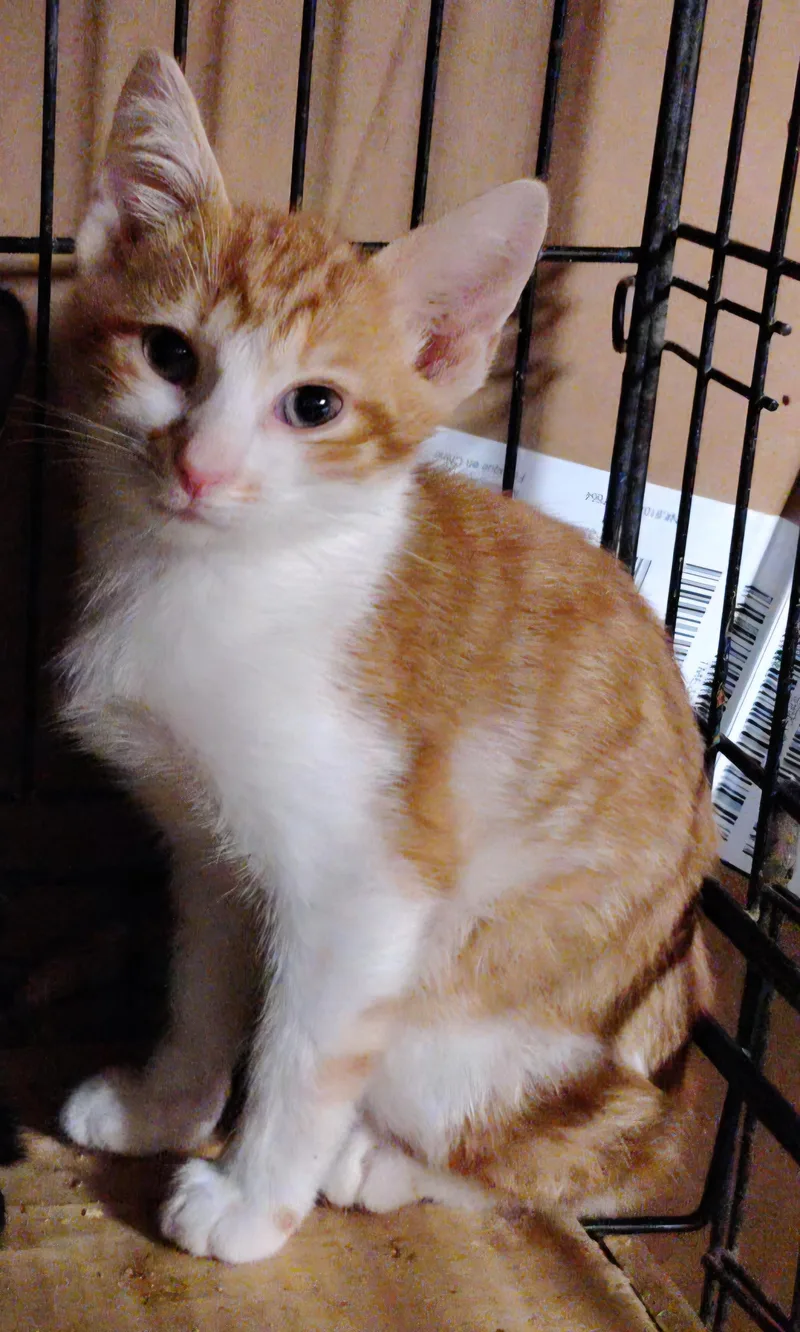A baby medium-sized male Orange & White Domestic Short Hair cat named Cowboy for adoption in Evansville, IN