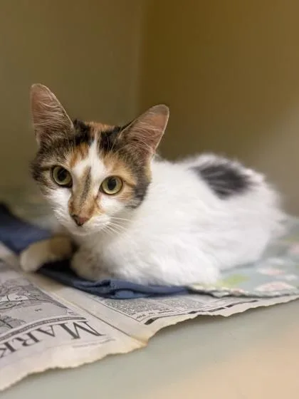 An adult small-sized female Domestic Short Hair cat named Mojito for adoption in King William, VA