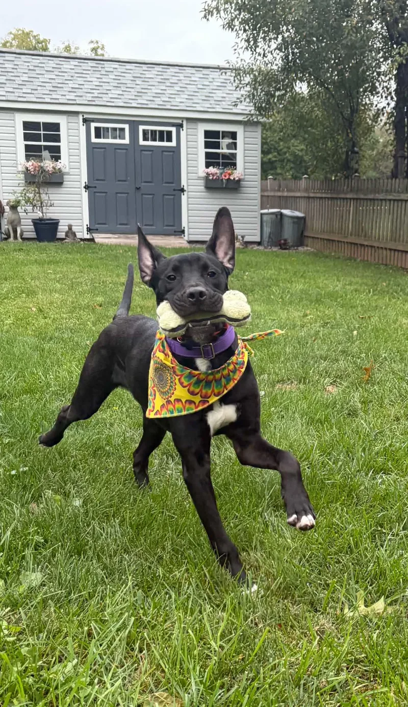 A young medium-sized male Black Labrador Retriever dog named Happy KESO for adoption in Blue Bell, PA
