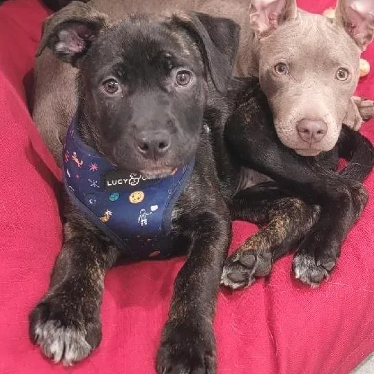 A baby medium-sized female Brindle Pit Bull Terrier dog named Adrian for adoption in Mooresville, IN