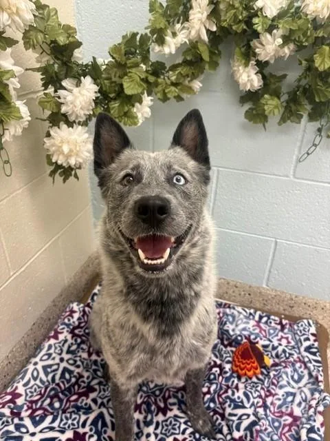 An adult medium-sized male Australian Cattle Dog / Blue Heeler dog named Pogo for adoption in Brighton, CO