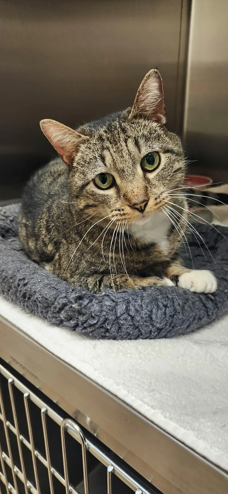An adult large-sized female Tabby (Tiger Striped) Domestic Short Hair cat named Violet for adoption in Chambersburg, PA