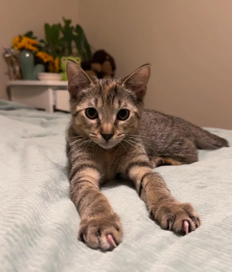 A baby medium-sized female Domestic Short Hair cat named Swiss for adoption in Tampa, FL