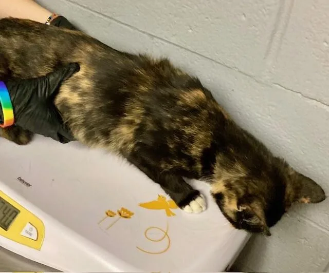 An adult medium-sized female Domestic Short Hair cat named Claudia for adoption in Cincinnati, OH