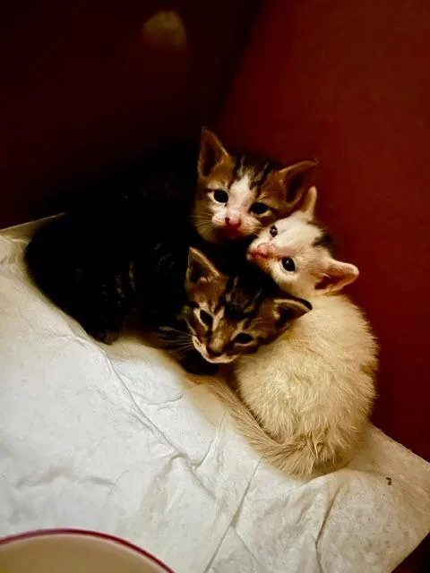 A baby small-sized male Tabby cat named Leo for adoption in San Antonio, TX