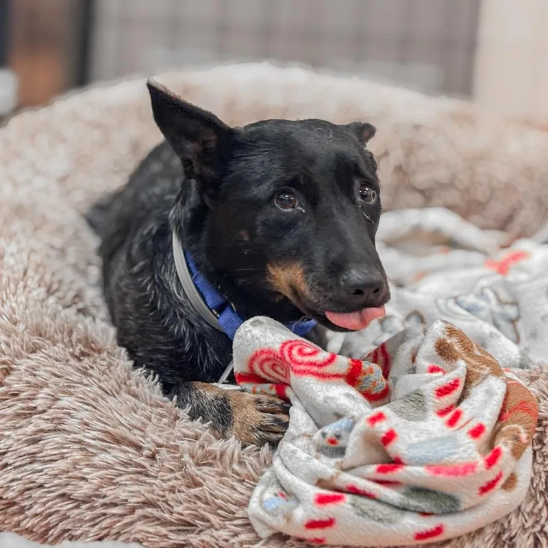 An adult small-sized female Gray / Blue / Silver Australian Kelpie dog named Freya for adoption in Springboro, OH