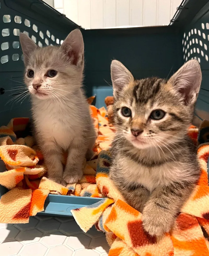 A baby medium-sized female Siamese cat named Eva Stratt Bonded Wryland for adoption in San Jose, CA
