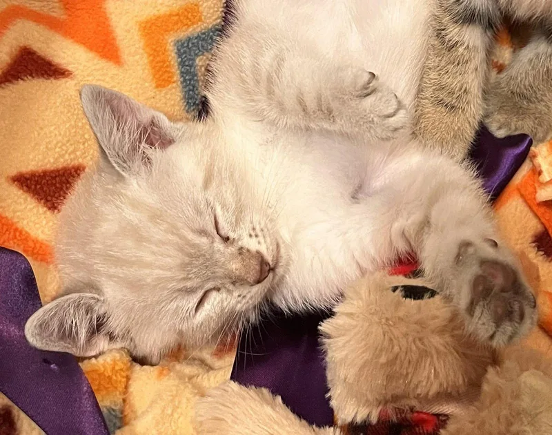 Eva Stratt Bonded Wryland thumbnail 2