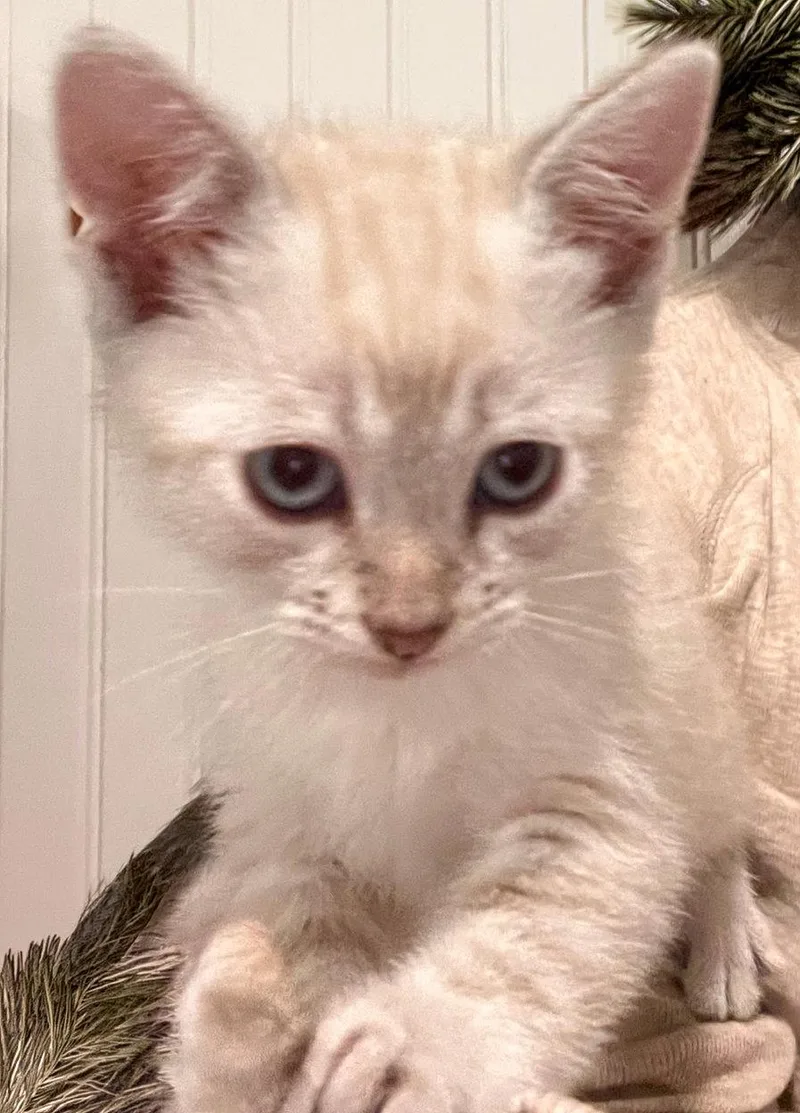 Eva Stratt Bonded Wryland thumbnail 3