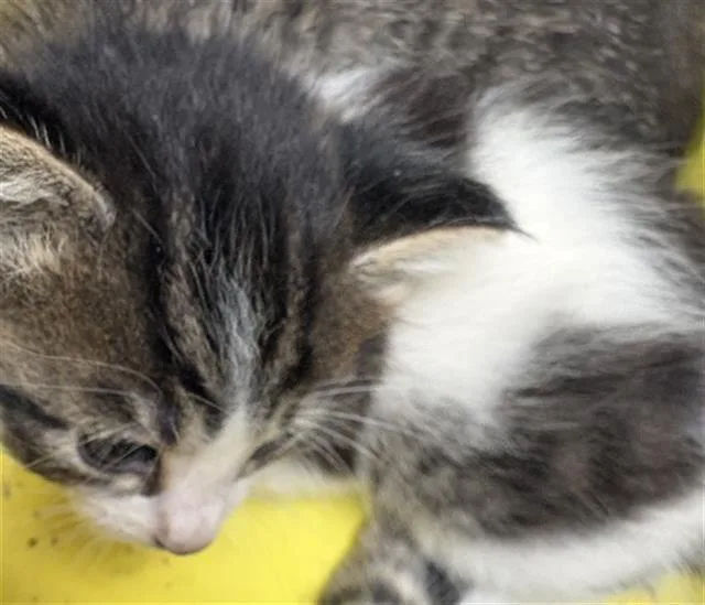 A baby small-sized female Domestic Short Hair cat named Blanca for adoption in Fort Walton Beach, FL