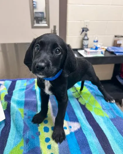 A baby small-sized male Coonhound dog named Dr. Langdon for adoption in Westland, MI