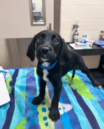 Dr. Langdon thumbnail 2