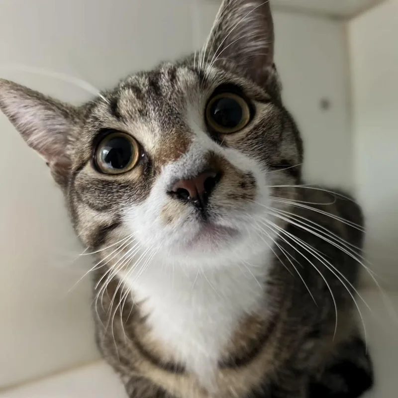 A young medium-sized male Brown / Chocolate Domestic Short Hair cat named Sundance for adoption in Newark, NJ