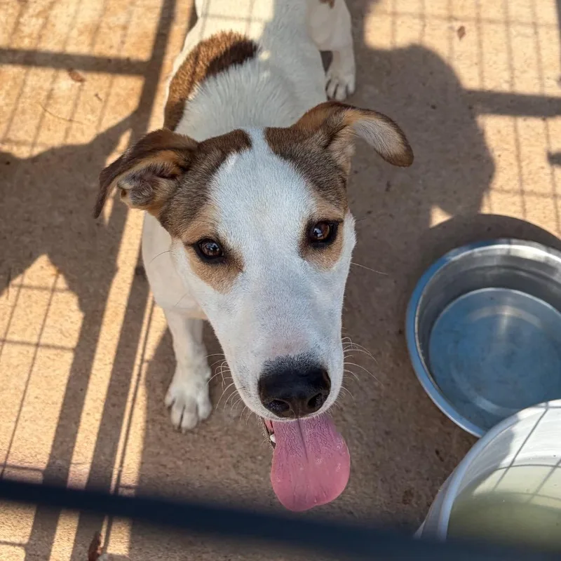 A young small-sized male White / Cream Mixed Breed dog named Pete for adoption in Lake Jackson, TX
