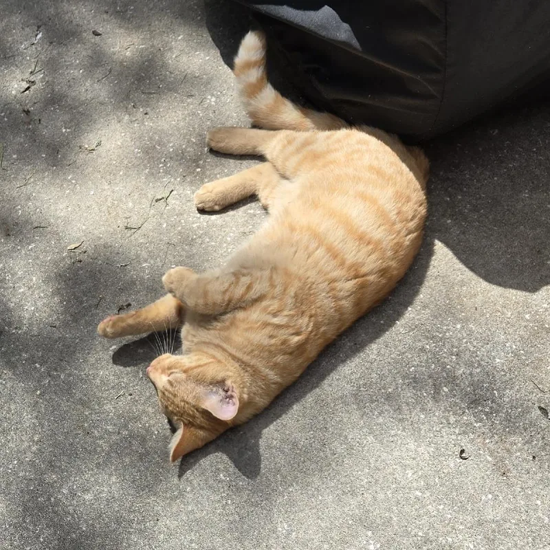 A young medium-sized male Orange / Red Domestic Short Hair cat named Reggie for adoption in Lake Panasoffkee, FL